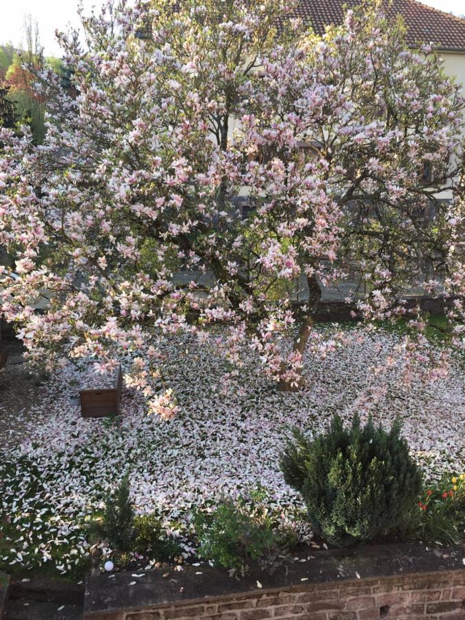 Sainte-Croix-aux-Mines Chambres D'Hotes " Le Magnolia " (Adults Only) المظهر الخارجي الصورة